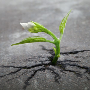 May 21st Newsletter – Resilience